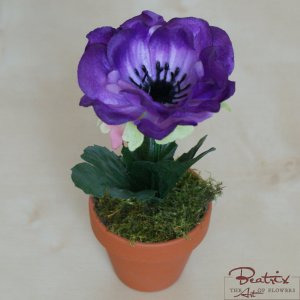 Anemona violet