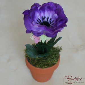 Anemona violet